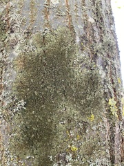 Melanohalea elegantula