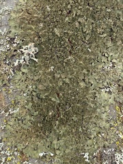 Melanohalea elegantula