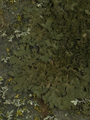 Melanohalea elegantula