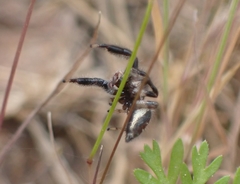 Thyene imperialis