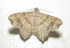 Chiasmia parallacta