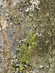 Melanohalea elegantula