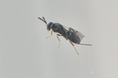 Monodontomerus obscurus
