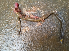Uropeltidae