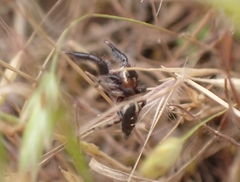 Thyene imperialis