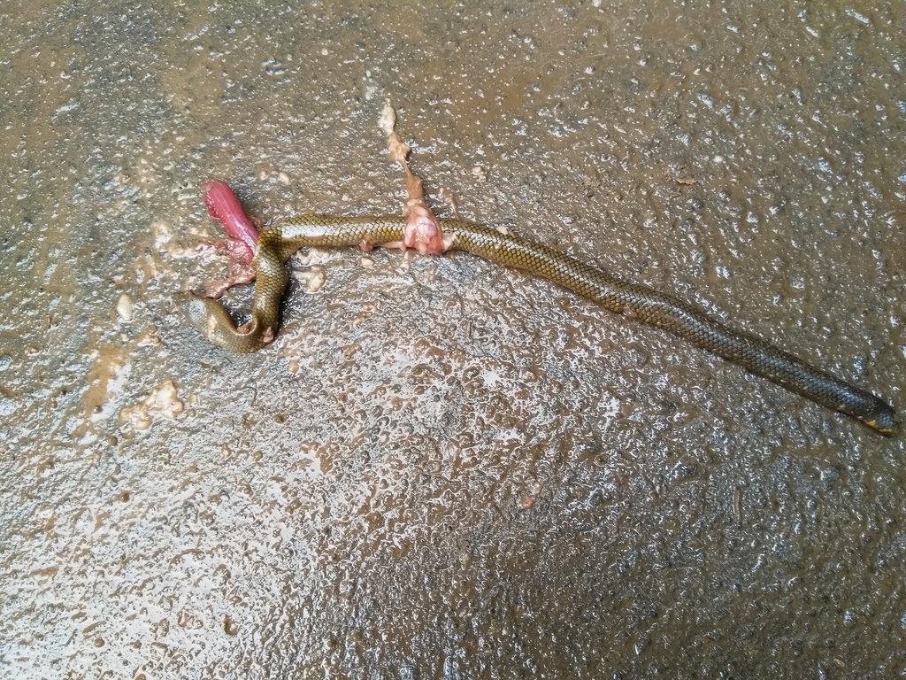 Indian Earth Snake