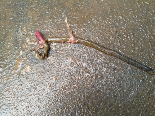 Indian Earth Snake