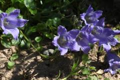 Campanula chamissonis