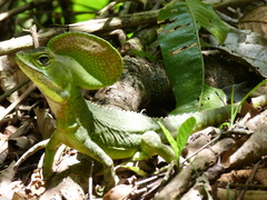 Basiliscus galeritus