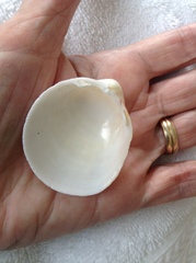 Laevicardium serratum