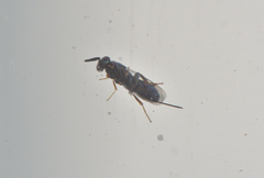 Monodontomerus obscurus