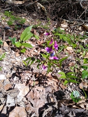 Lathyrus vernus