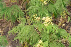 Acacia mearnsii, recorded flowering