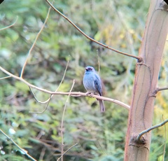 Eumyias albicaudatus