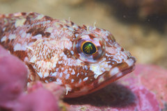 Sebastiscus marmoratus