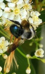 Andrena cineraria