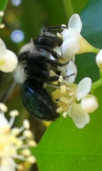 Andrena cineraria