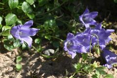 Campanula chamissonis