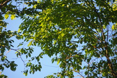 Setophaga fusca