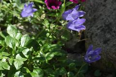 Campanula chamissonis