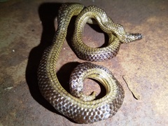 Platyplectrurus madurensis