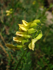 Astragalus propinquus