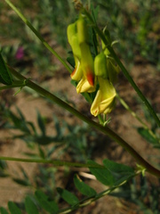 Astragalus propinquus