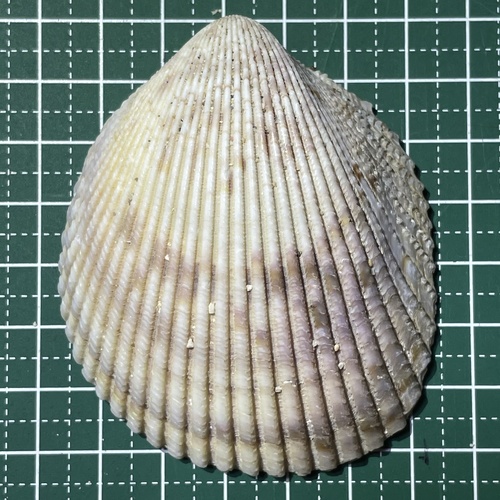 Vasticardium philippinense