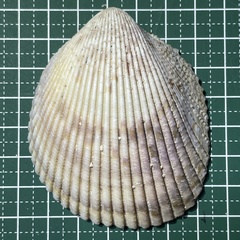 Vasticardium enode