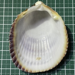 Vasticardium enode