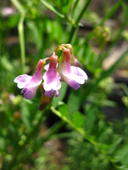 Vicia nervata