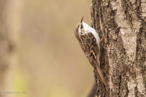 Agateador euroasiático (Certhia familiaris)