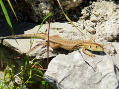 Lacerta trilineata