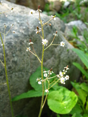 Micranthes nelsoniana aestivalis