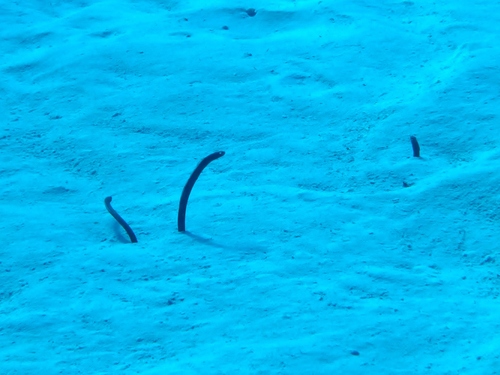 Heteroconger longissimus