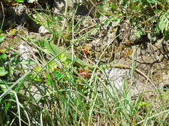 Lacerta trilineata