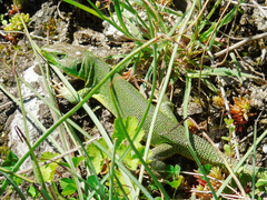 Lacerta trilineata