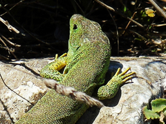 Lacerta trilineata