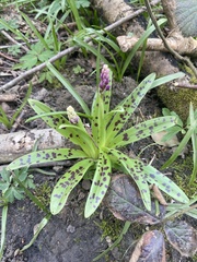 Orchis mascula