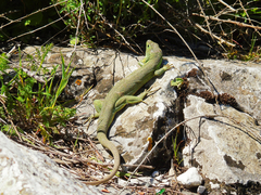 Lacerta trilineata