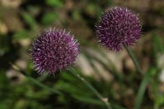 Allium amphibolum
