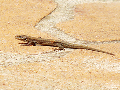 Podarcis muralis