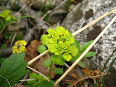 Chrysosplenium serreanum