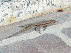 Podarcis muralis