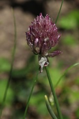 Allium barsczewskii