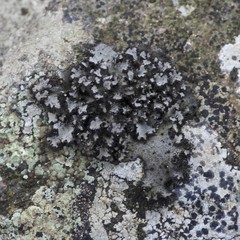 Umbilicaria cylindrica