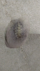 Megalopyge lanata