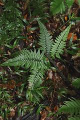 Polystichum luctuosum
