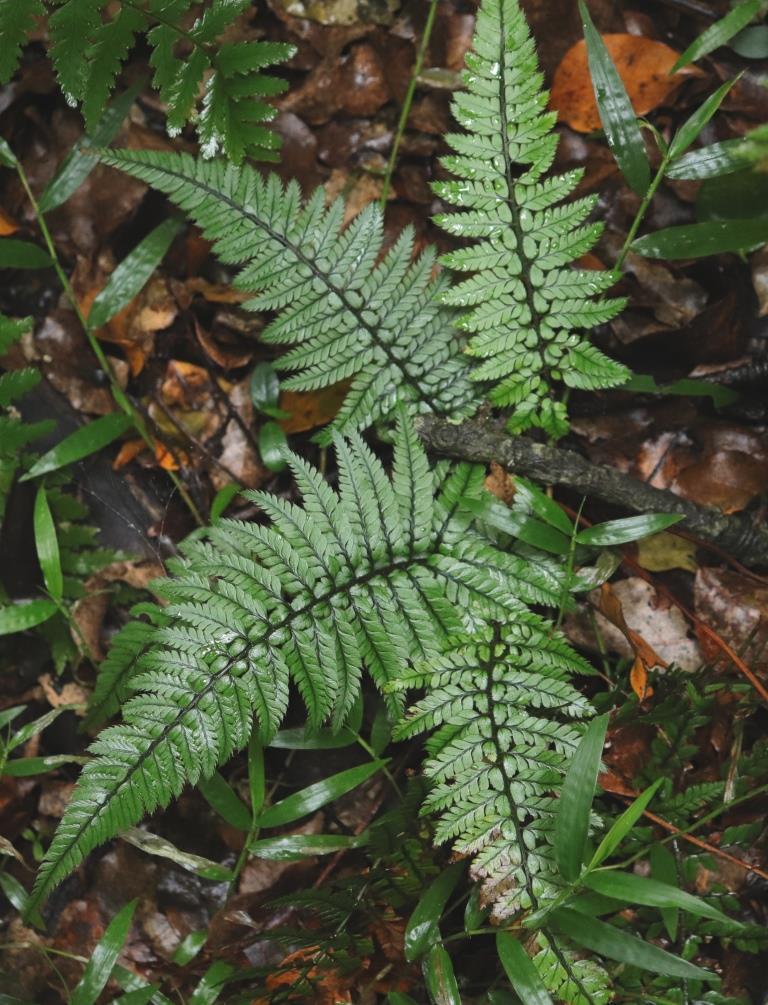 Polystichum luctuosum