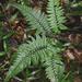 Korean Rock Fern - Photo (c) Sandra Falanga, some rights reserved (CC BY-NC), uploaded by Sandra Falanga